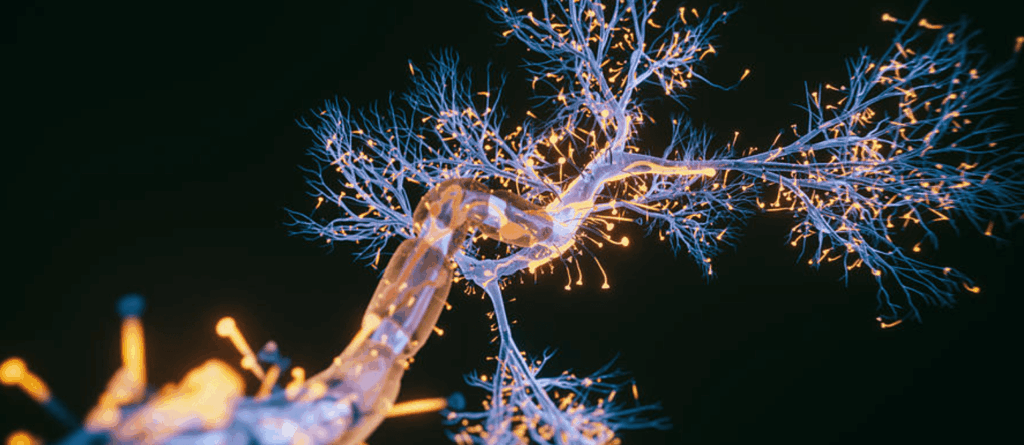 neuromuscular reeducation